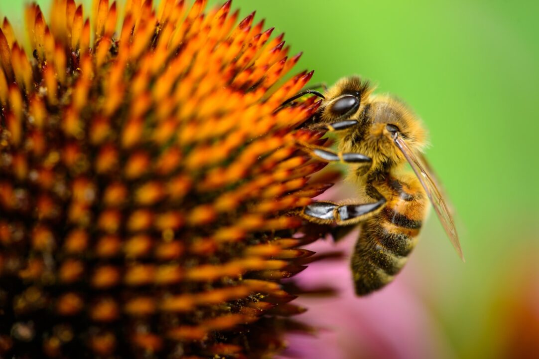 Closeup Shot bee